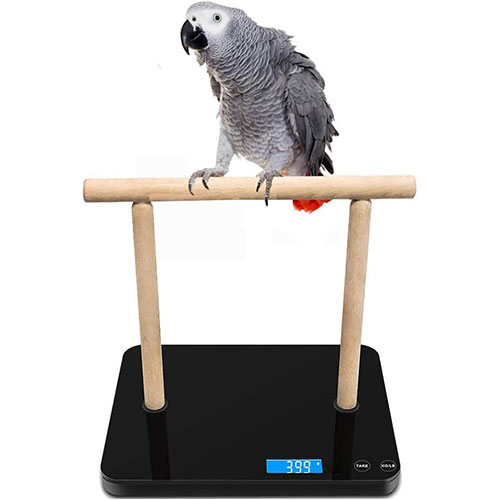 Parrot Wizard - Scale for Weighing Parrots for Trick Training